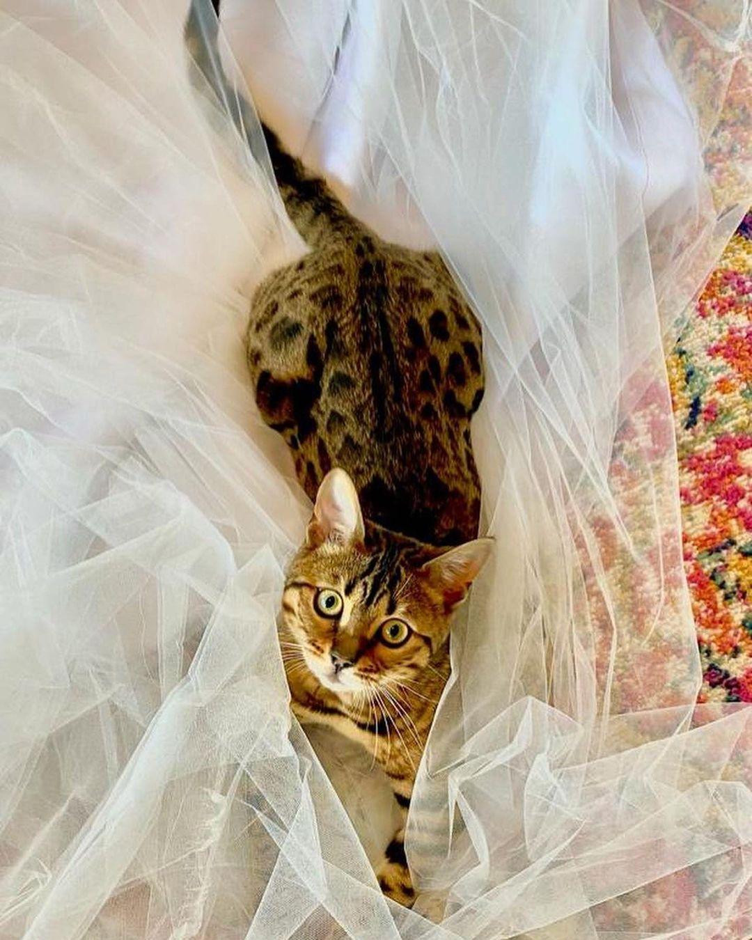 Váy cưới của Britney Spears đã hoàn thành.