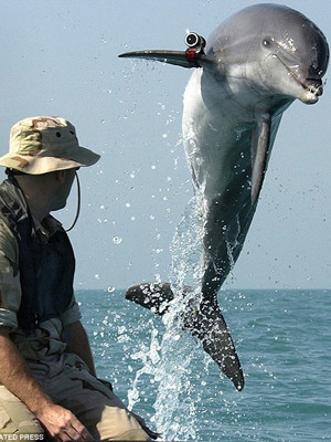Cá heo K-Dog của Hải quân Mỹ đang ở gần Vịnh Ả rập. Ảnh: AP