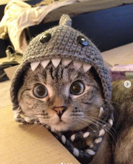 Bài đăng ghim rất chân thực, không bóng bẩy của Nala mà cô chủ Varisiri đăng tải.