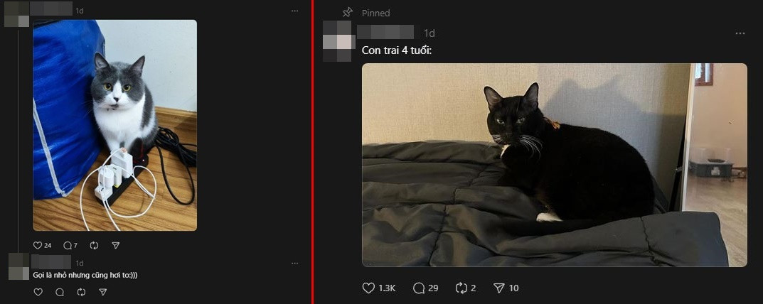 Những tài khoản khoe "con nhỏ" hóa ra là thú cưng, khiến cư dân mạng thích thú. Ảnh: Threads