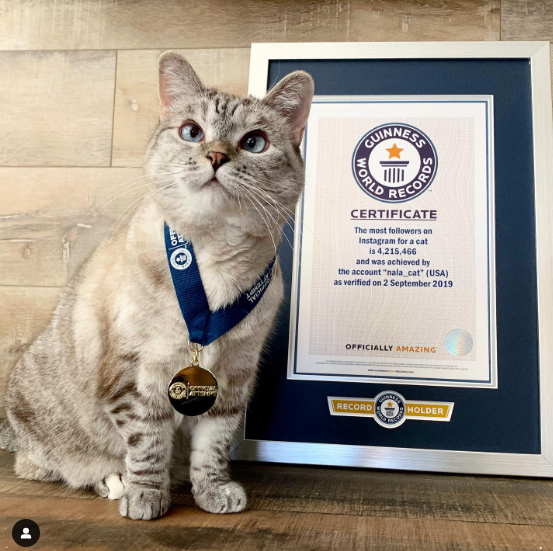 Vẻ ngoài xinh xắn &quot;nhìn muốn ôm&quot; của Nala bên cạnh giấy chứng nhận kỷ lục Guinness.