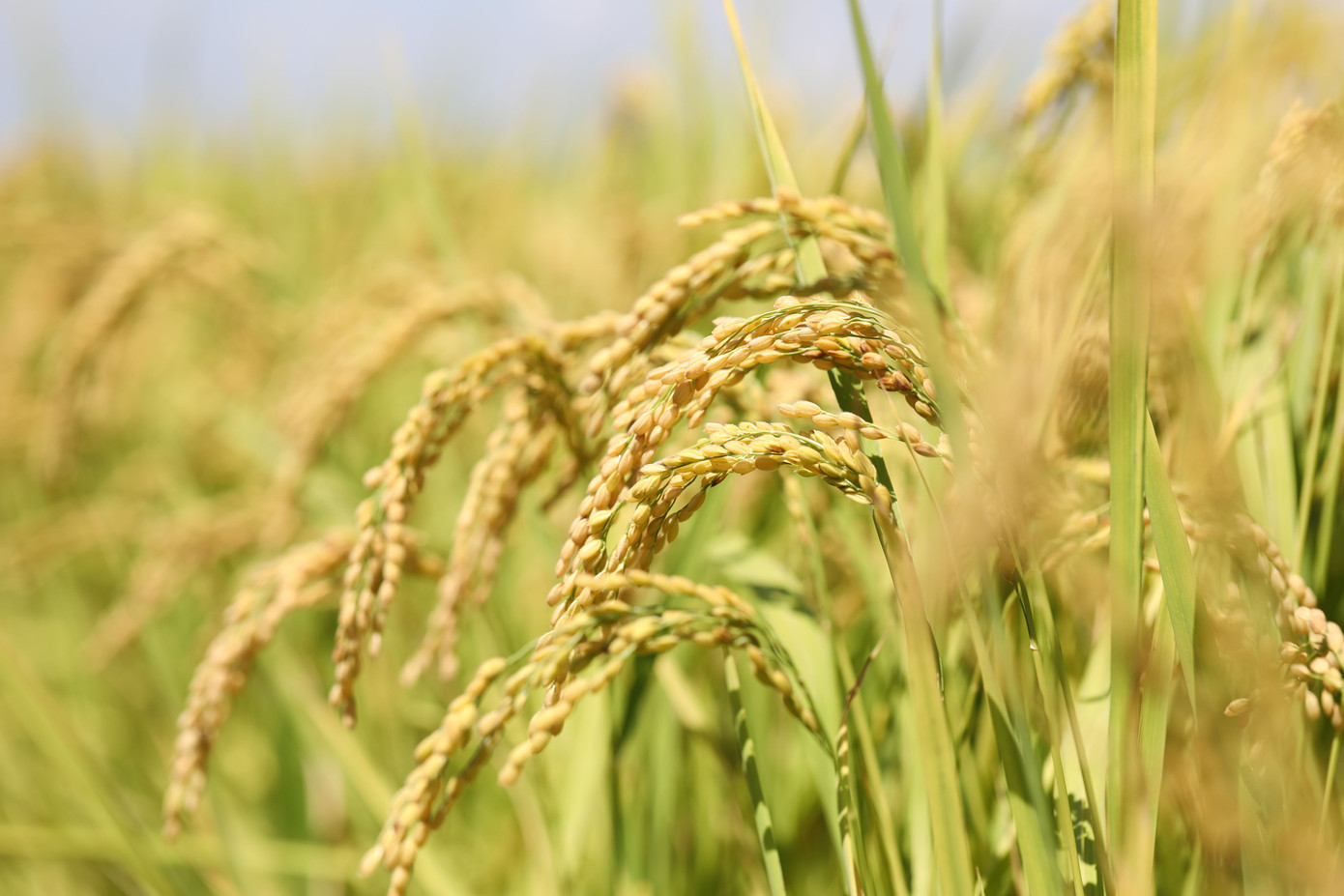 Qua một năm 2022 tăng trưởng ấn tượng, năm 2023 được kỳ vọng sẽ là năm mà các thương hiệu gạo Việt viết tiếp thành công