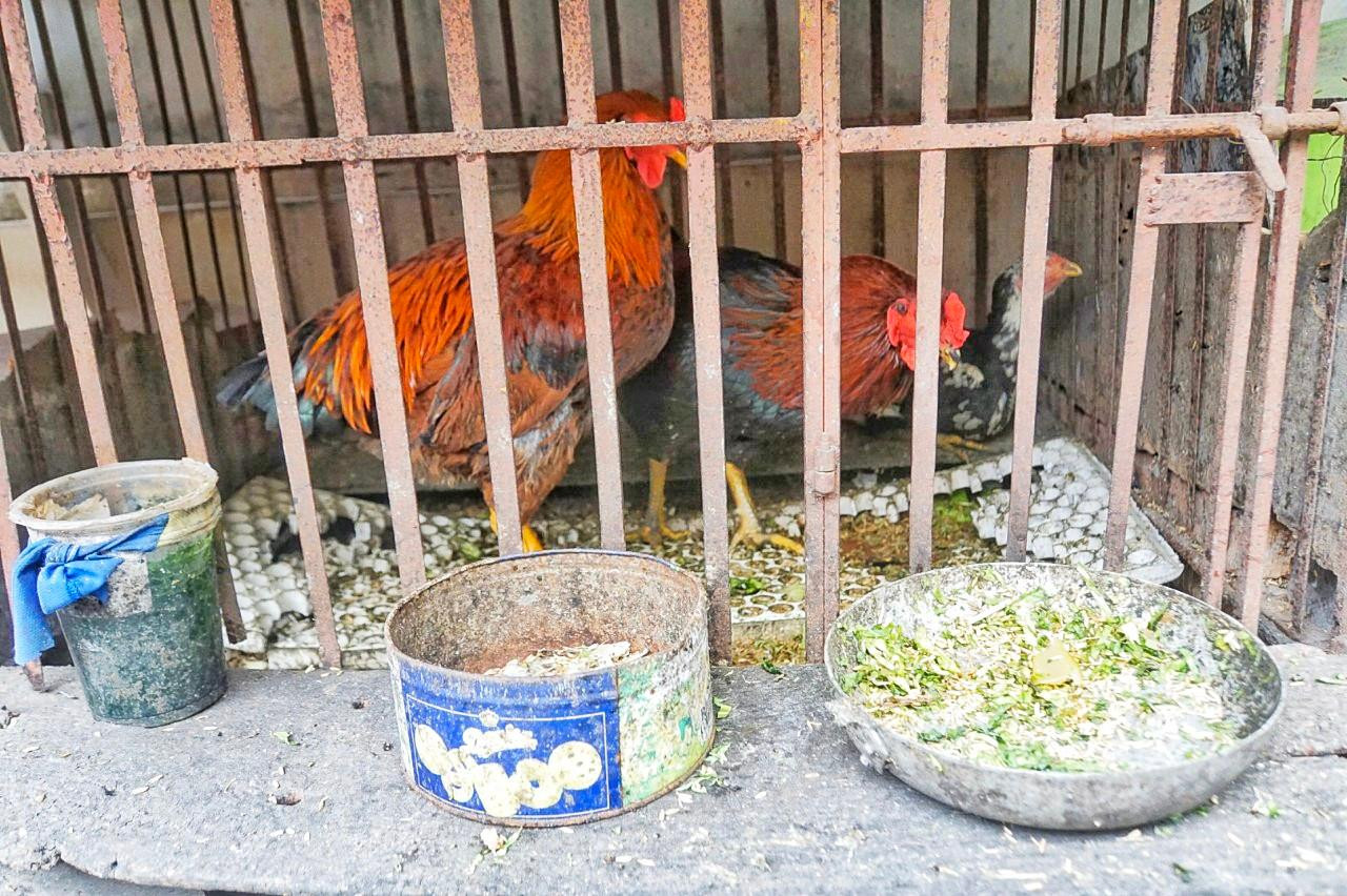 Gà mái chọi có lông màu đen, chấm mơ (gà ô mơ), trọng lượng khoảng 1,7 kg, được nuôi nhốt cùng 2 con gà trống thiến. Hằng ngày, bà Tâm chỉ cho ăn cơm, rau xanh, không dùng cám công nghiệp. Gà mái chọi có lông màu đen, chấm mơ (gà ô mơ), trọng lượng khoảng 1,7 kg, được nuôi nhốt cùng 2 con gà trống thiến. Hằng ngày, bà Tâm chỉ cho ăn cơm, rau xanh, không dùng cám công nghiệp.