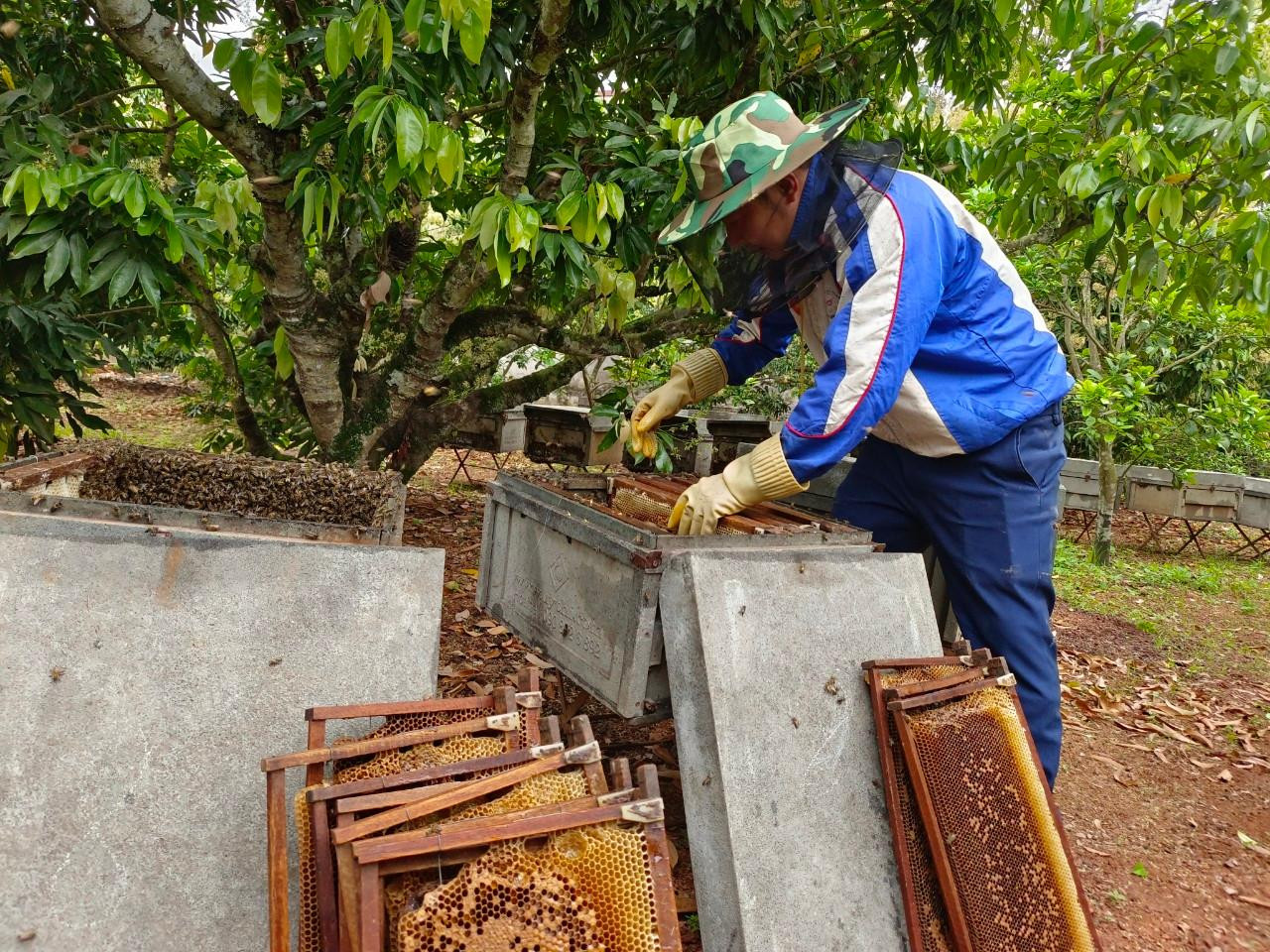 Các cầu ong sau khi quay hết mật được xếp gọn gàng, cẩn thận vào thùng nuôi. Bắt đầu một chu trình lấy mật mới của đàn ong.