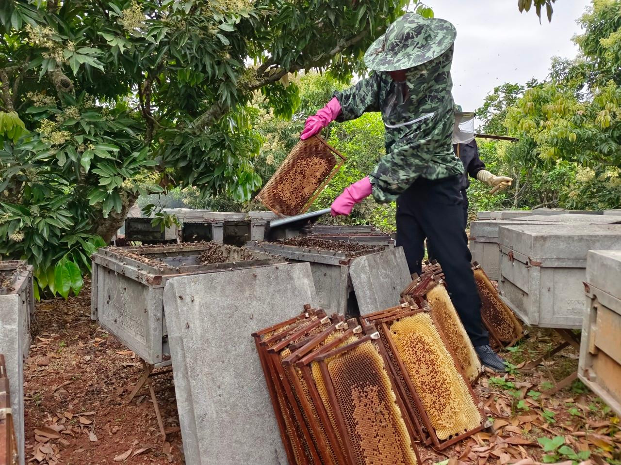 Sau khi các cầu ong được bỏ ra khỏi thùng ong, người thợ lấy chổi quét hết ong vào thùng. Công việc này đòi hỏi vừa nhanh nhẹn vừa nhẹ nhàng, khéo léo, tránh làm ong chết hay bị thương.