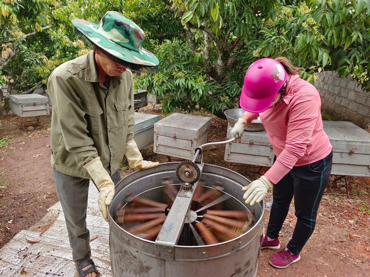 Tiếp theo, những người thợ quay mật xếp đầy các cầu ong vào thùng quay li tâm và tiến hành quay mật. Dưới tác dụng của lực li tâm, từng giọt mật vàng sánh bắn lên thành thùng, chảy xuống đáy thùng.