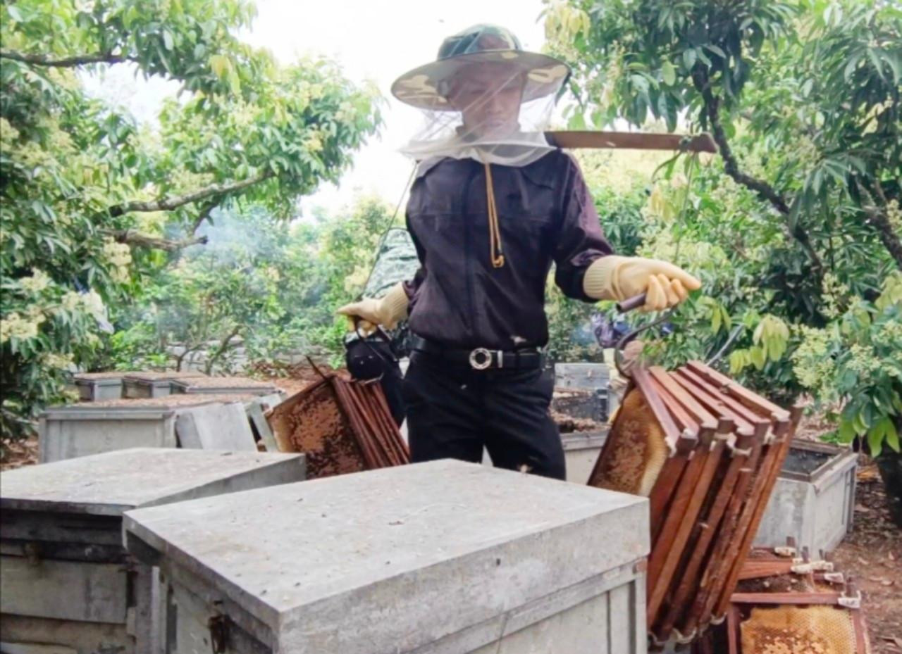 Các cầu ong được gánh về thùng quay li tâm sau khi ong được quét hết.