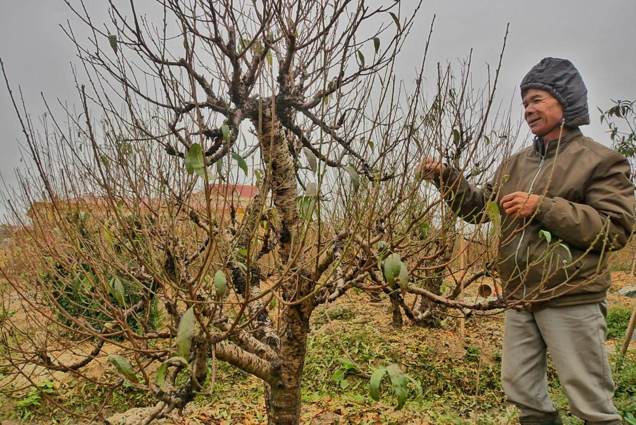 Nông dân trồng đào tại đây cho biết, tùy theo thời tiết để chọn thời điểm tuốt lá ủ hoa đào cho phù hợp. Nếu thời tiết lạnh nhiều, đầu tháng 11 âm lịch là bắt đầu tuốt lá nhưng chậm nhất 15/11 âm lịch phải tuốt xong. Trong ảnh là ông Giáp Văn Thàng đang tuốt lá đợt 2 cho vườn đào gia đình. Ông Thàng cho hay, một cây đào có thể tuốt lá làm nhiều đợt, như vậy, không sợ mất mùa, hoa nhiều lớp gối nhau, thời gian chơi đào Tết cũng dài hơn.