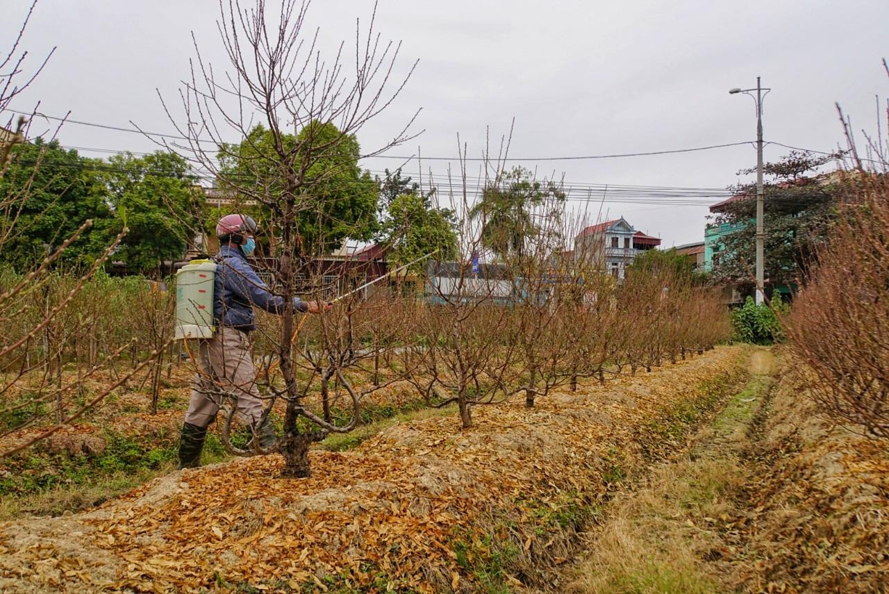 Tranh thủ ngày nắng, nhiều hộ dân phun thuốc kích hoa kết hợp thuốc chống rầy, muội cho đào.