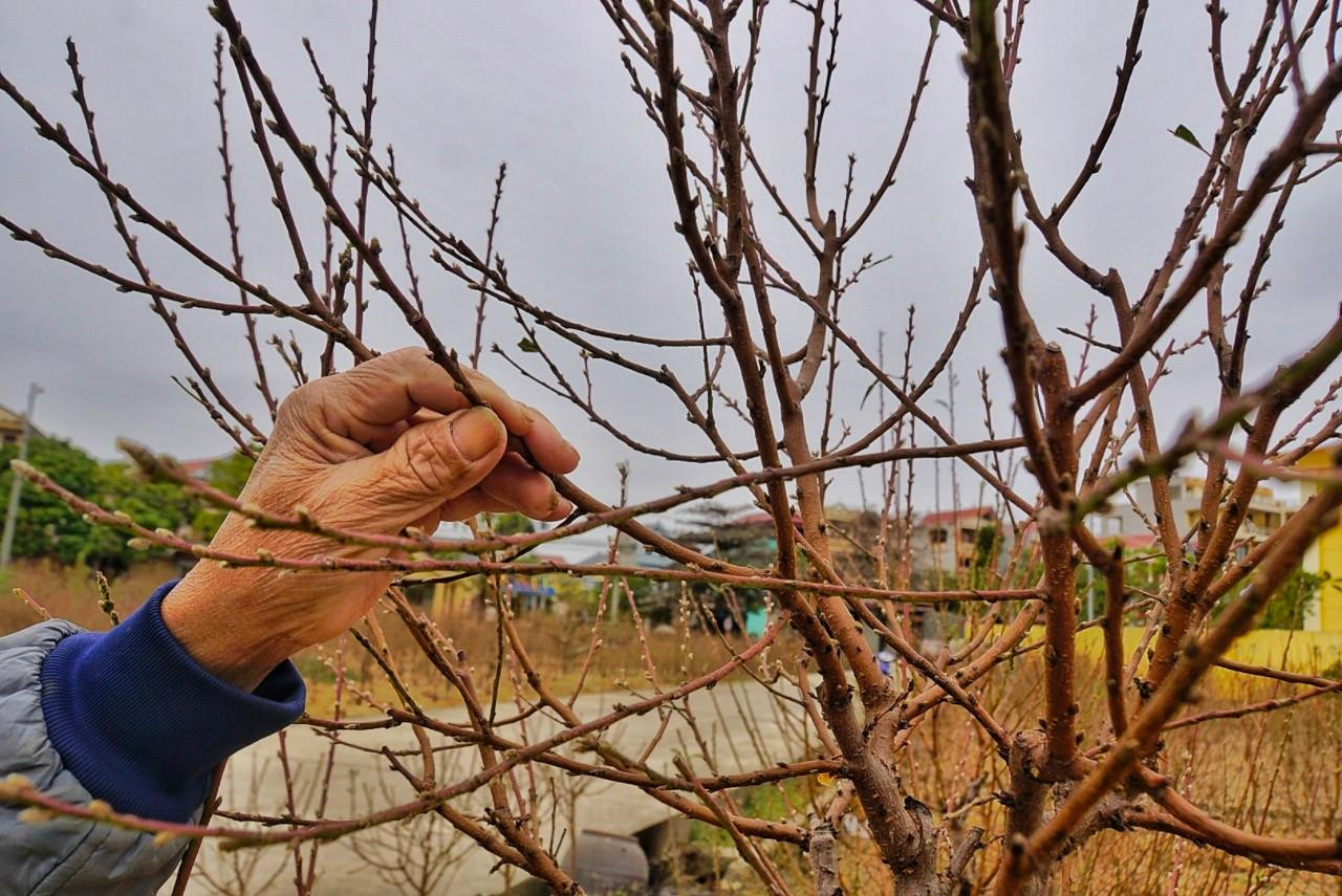 Chủ đào Nguyễn Văn Hưng cẩn thận kiểm tra nụ hoa trên từng nhánh cây.