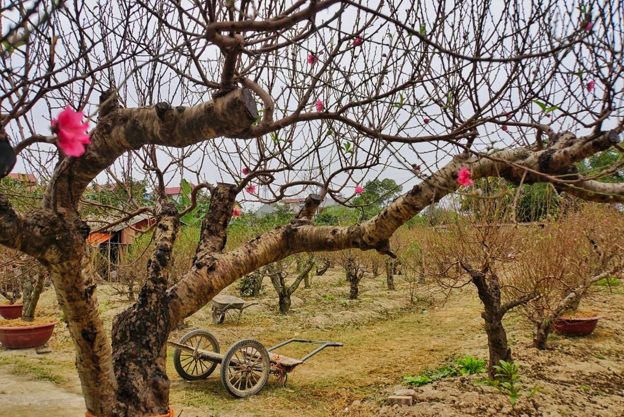 Vườn đào nhà ông Nguyễn Văn Uy đẹp nổi tiếng khắp vùng. Khác với những hộ trồng đào khác, ông chọn lối đi riêng. Hơn 10 năm nay, vườn ông chỉ trồng những cây đào "cổ thụ" để cho thuê, cây già nhất trong vườn đã hơn 70 năm. Những năm trước, ông cùng các con lên vùng núi đá Lạng Sơn, vào từng thôn bản tìm hỏi mua những gốc đào to nhất về trồng. Ông cho biết, vì được trồng trên núi đá nên đào rất khỏe, bền gốc, không sâu bệnh, có thể chơi được nhiều năm.