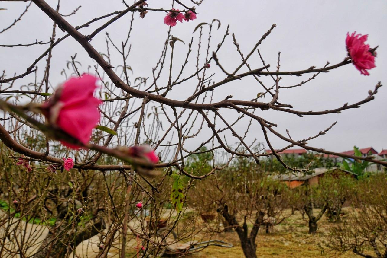 Trong khi đó, một số cây đã điểm hoa, phục vụ người chơi Tết sớm.