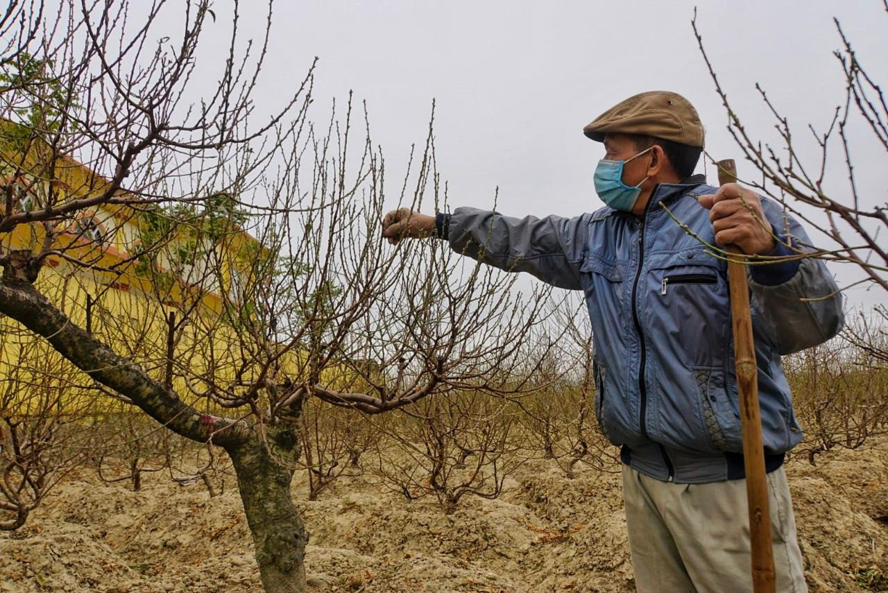 Ông Nguyễn Văn Hưng có hơn 50 năm kinh nghiệm trồng đào. Năm nào nhà ông cũng trồng 5 sào đào (mỗi sào 360m2), mỗi sào 160 gốc. Như năm ngoái trừ chi phí, mỗi cây ông lãi 200.000đ00, cả vụ ông thu hơn trăm triệu từ đào bán Tết. Ông đánh giá thời tiết năm nay rét nhiều, rất thuận lợi cho đào nở hoa đúng độ. Người trồng đào rất yên tâm, không phải lo lắng chuyện mất mùa. Ông chia sẻ thêm kinh nghiệm: Tùy vào diễn biến thời tiết mà có cách chăm đào phù hợp cho hoa đúng vụ. Nếu thời tiết lạnh nhiều, đào không kịp ra nụ thì phun kích thích, tưới kali, tưới nước giữ ẩm. Trời nóng, phanh gốc cho đất khô, không tưới nước, hạn chế sự phát triển của cây. "Quất đảo, đào thiến là việc bắt buộc. Để hoa sai, hạn chế mất mùa thì tháng 10 phải "thiến" gốc, đào xuống lá cũng dễ tuốt hơn.
