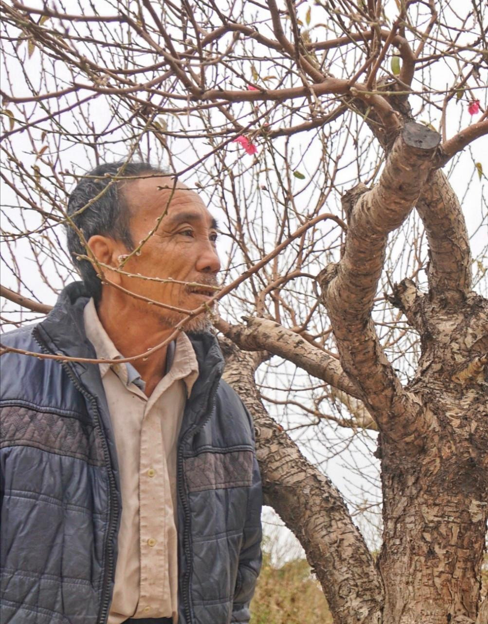 Ông Uy hài lòng khi kiểm tra kỹ từng gốc đào.