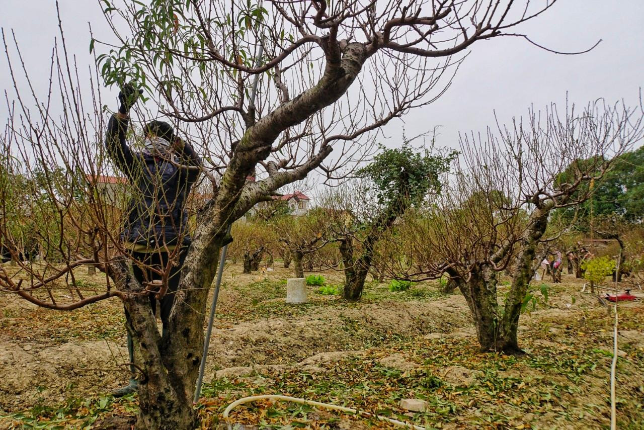 Với những cây đào già, ông cho tuốt lá muộn hơn và tuốt làm nhiều đợt.