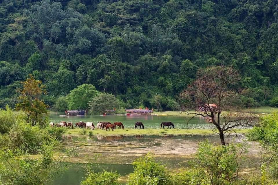 Những đàn ngựa gặm cỏ, hay tung vó trên thảo nguyên Đồng Lâm đẹp như một cảnh trong phim về thảo nguyên Mông Cổ.