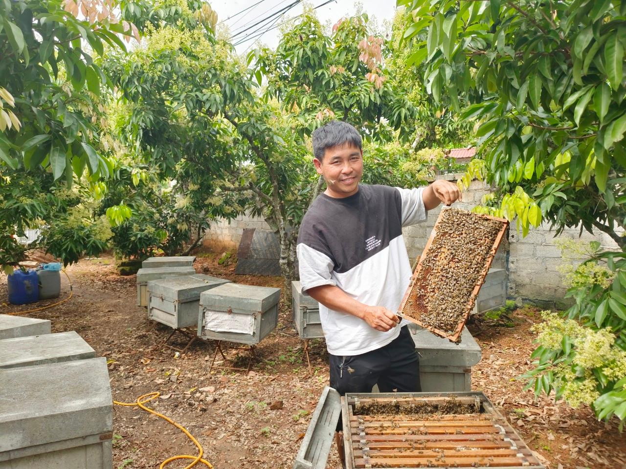 Hơn 10 năm nay, năm nào cũng vậy, cứ đến dịp hoa vải nở rộ, anh Nguyễn Mạnh Cường lại chuyển trại ong 300 đàn từ Lâm Đồng ra xã Hồng Giang, huyện Lục Ngạn (Bắc Giang) để đánh mật. Ngoài anh Cường, ước có khoảng vài trăm tổ đội nuôi ong du mục về Lục Ngạn dịp này.