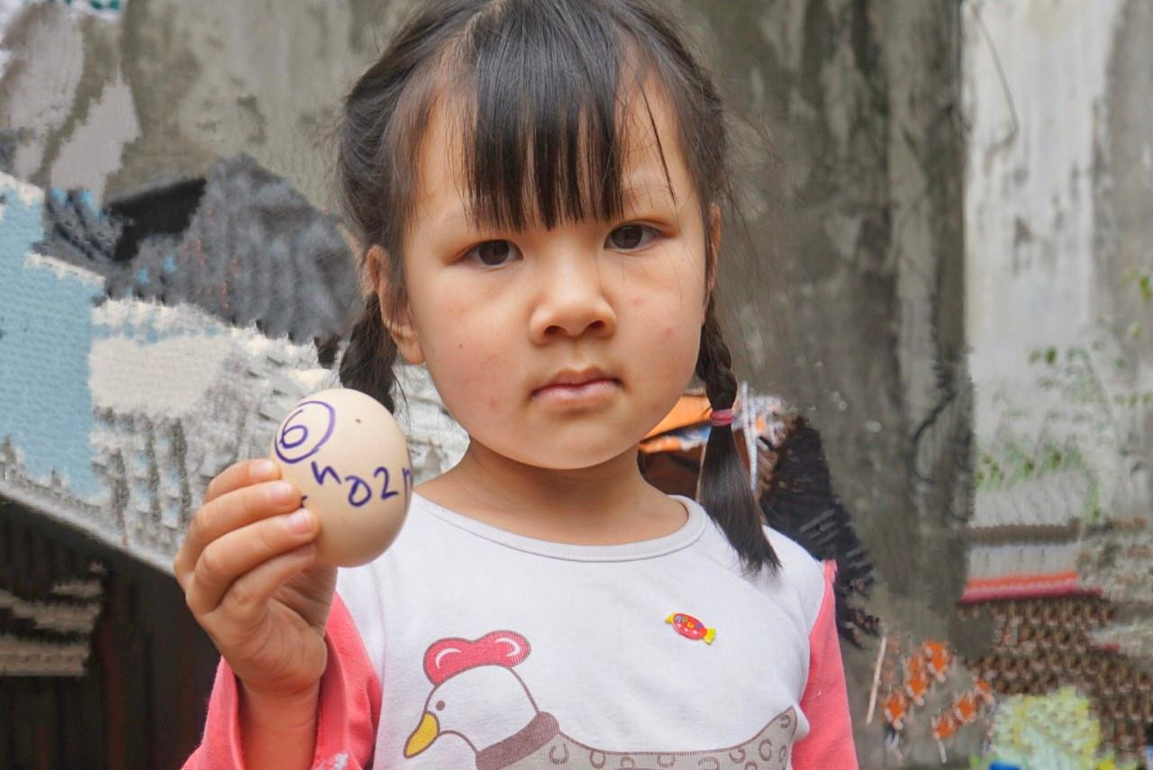 Cháu gái bà Tâm thích thú khi liên tiếp thấy gà đẻ trứng. Cháu gái bà Tâm thích thú khi liên tiếp thấy gà đẻ trứng.