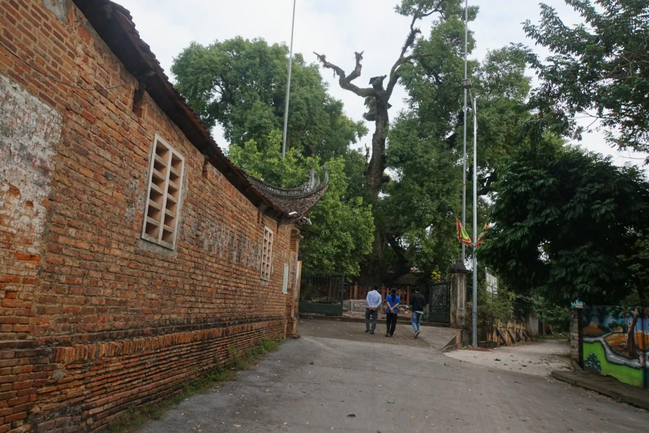 Mặc dù được các cấp chính quyền địa phương, các nhà khoa học ra sức chăm sóc, bảo vệ, nhưng trước sự tàn phá của thời gian, cây dã hương ngày càng có nhiều cành khô gãy. Trong ảnh là cành chính của thân cây đã bị khô gãy rất nhiều, du khách đến thăm không tránh được cảm giác xót xa. Khách đến thăm đều mong cây trường tồn, là điểm đến thăm quan thú vị của du khách gần xa. Mặc dù được các cấp chính quyền địa phương, các nhà khoa học ra sức chăm sóc, bảo vệ, nhưng trước sự tàn phá của thời gian, cây dã hương ngày càng có nhiều cành khô gãy. Trong ảnh là cành chính của thân cây đã bị khô gãy rất nhiều, du khách đến thăm không tránh được cảm giác xót xa. Khách đến thăm đều mong cây trường tồn, là điểm đến thăm quan thú vị của du khách gần xa.