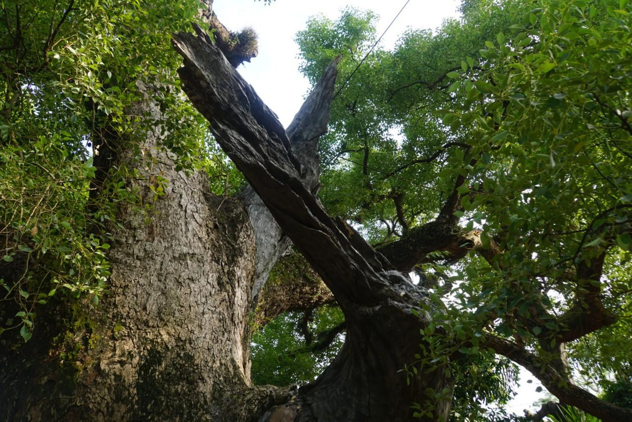 Cây không chỉ là nét đẹp của cảnh quan môi trường, cảnh quan thiên nhiên mà còn là nét đẹp văn hóa, biểu tượng rất đỗi mộc mạc, thân thiết, linh thiêng trong không gian văn hóa Việt. Cây Dã Hương được người dân trong xã gọi là “cây Dã ngàn năm”, nó đã sống ở đây được gần một thiên niên kỷ, cũng từng trải qua bao thăng trầm của lịch sử Việt Nam nên mọi người luôn coi cây như một linh vật phù hộ cho làng. Cây không chỉ là nét đẹp của cảnh quan môi trường, cảnh quan thiên nhiên mà còn là nét đẹp văn hóa, biểu tượng rất đỗi mộc mạc, thân thiết, linh thiêng trong không gian văn hóa Việt. Cây Dã Hương được người dân trong xã gọi là “cây Dã ngàn năm”, nó đã sống ở đây được gần một thiên niên kỷ, cũng từng trải qua bao thăng trầm của lịch sử Việt Nam nên mọi người luôn coi cây như một linh vật phù hộ cho làng.