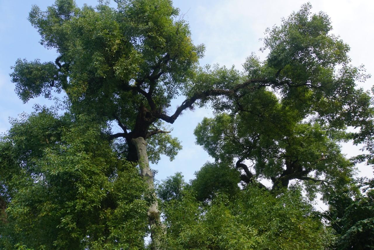 Thân cây to lớn, xù xì, nhiều người ôm không xuể, tán xòe rộng. Đặc biệt, cổ thụ kết hợp với hình ảnh ngôi đình Viễn Sơn tạo nên khung cảnh mang đậm bản sắc làng quê Bắc Bộ. Thân cây to lớn, xù xì, nhiều người ôm không xuể, tán xòe rộng. Đặc biệt, cổ thụ kết hợp với hình ảnh ngôi đình Viễn Sơn tạo nên khung cảnh mang đậm bản sắc làng quê Bắc Bộ.