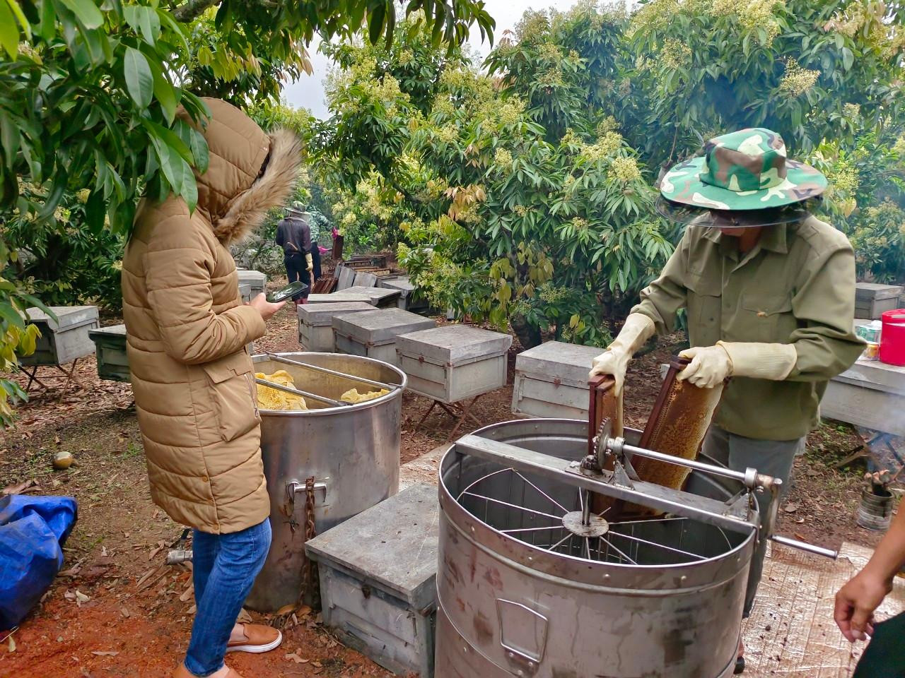 Khách tìm đến tận vườn đặt mua mật ong. Mật ong hoa vải được đánh giá là loại mật ong ngon, có giá trị nhất trong các loại mật ong.