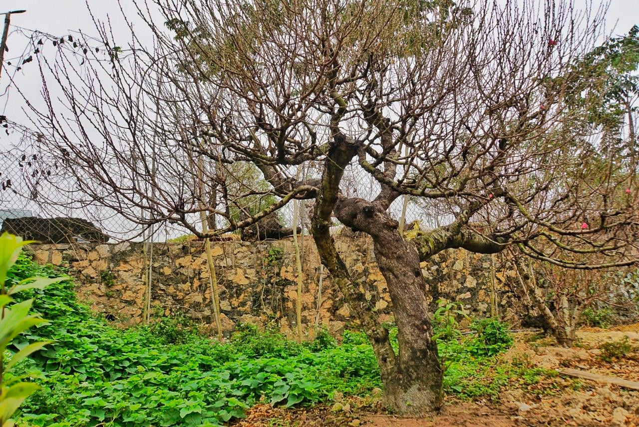 Cây đào cổ thụ được khách thuê với giá 30 triệu