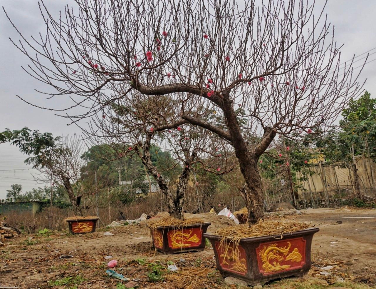 Nhiều cây đã lên chậu, chờ khách mang đi