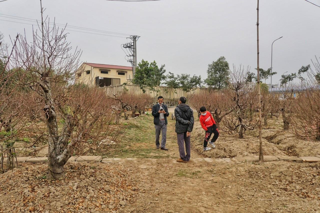 Dù mới đầu tháng chạp, nhưng đã có nhiều khách đến đặt đào nhà ông chơi Tết. Không chỉ khách trong tỉnh, nhiều khách từ Hà Nội, Hải Phòng, Hải Dương cũng lên xem, mua đào. Khách cơ quan, khách gia đình. Thấy đẹp, có khách đặt thuê hẳn 3 gốc, vừa để nhà chơi vừa biếu tặng nội ngoại 2 bên. Ông cho biết, vườn đào có nhiều cây to, nhỏ, nhiều hình thế khác nhau nên giá thuê cũng khác, dao động từ 5 - 15 triệu/cây một vụ Tết. Cây to nhất vườn đã có khách thuê với giá 30 triệu.