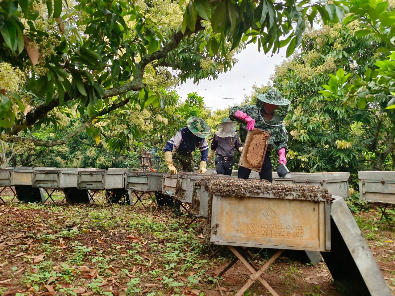 Những người thợ ong trong bộ đồ bảo hộ kín mít, không ai bảo ai, mỗi người một việc, nhanh chóng tiếp cận bầy ong.