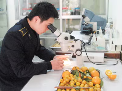 Cán bộ kiểm dịch đang kiểm tra mẫu hoa quả