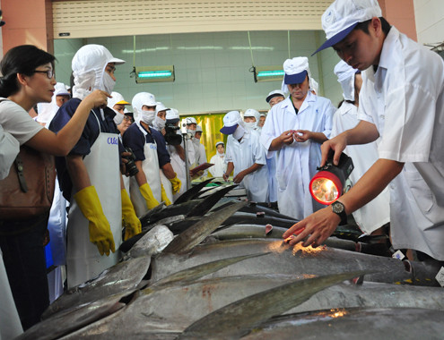 1.200 tỷ đồng hỗ trợ cá ngừ đại dương xuất khẩu ảnh 2