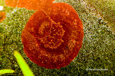 Các nhà khoa học phát hiện thấy tảo đỏ có tác dụng lớn trong việc giải quyết vấn đề sức khỏe sinh lực cho nam giới. Các nhà khoa học phát hiện thấy tảo đỏ có tác dụng lớn trong việc giải quyết vấn đề sức khỏe sinh lực cho nam giới