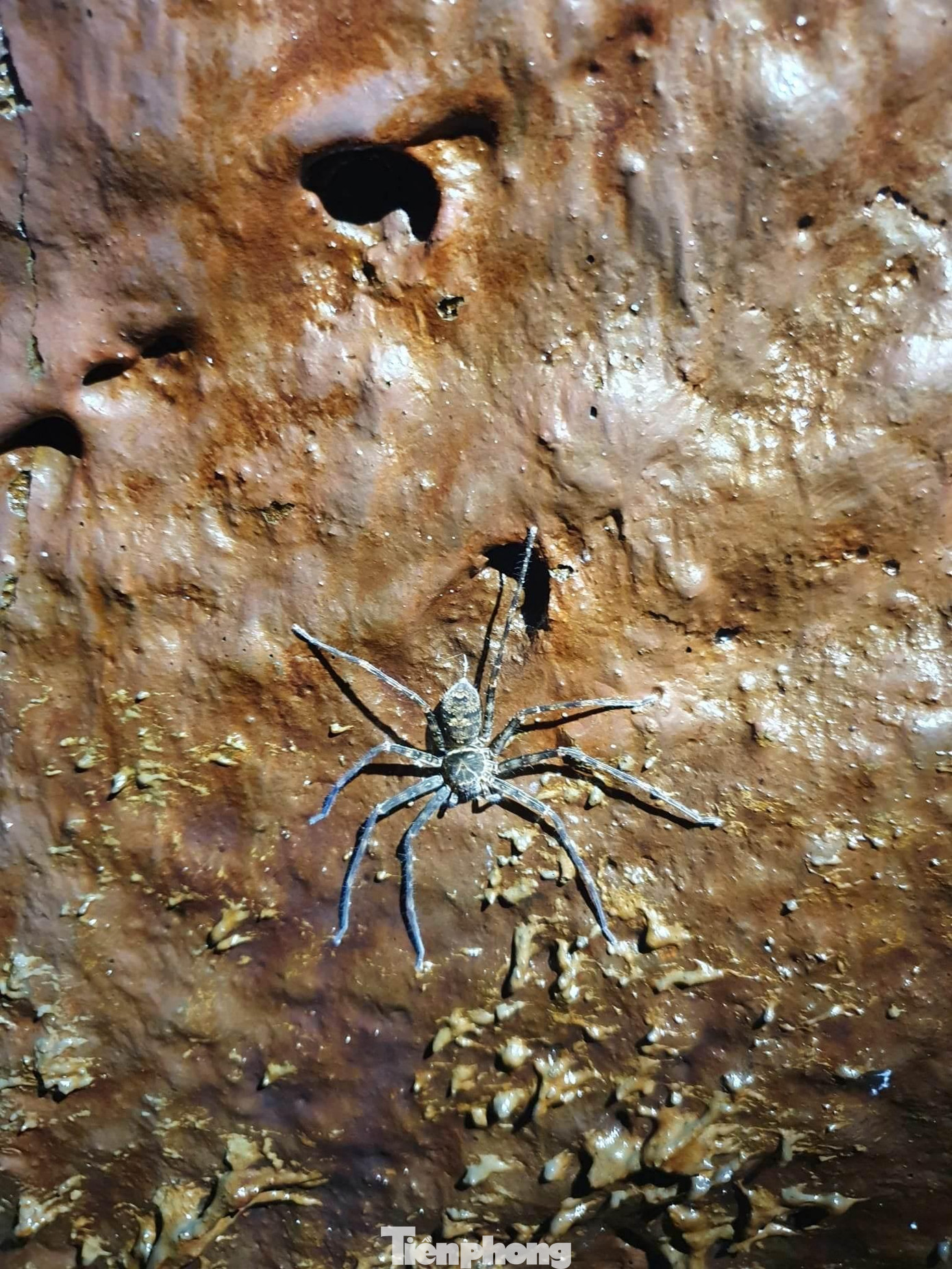 Một con nhện sống bên trong hang