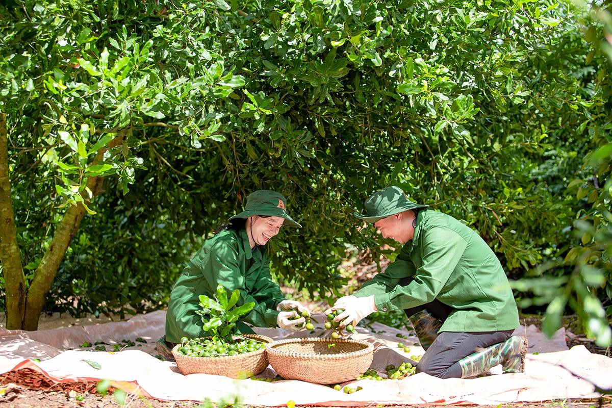 Công nhân thu hái quả mắc ca Công nhân thu hái quả mắc ca