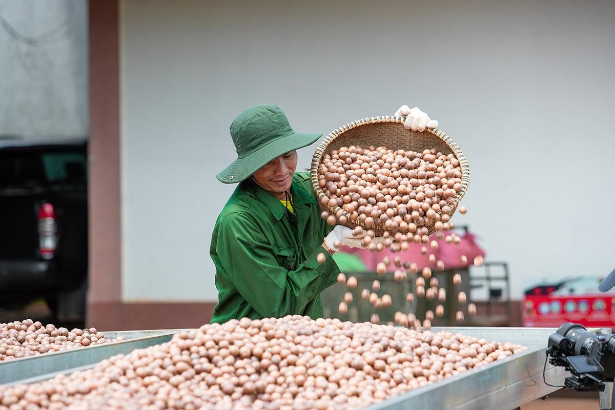 Mắc ca được ví là "hoàng hậu" của các loại quả khô Mắc ca được ví là "hoàng hậu" của các loại quả khô