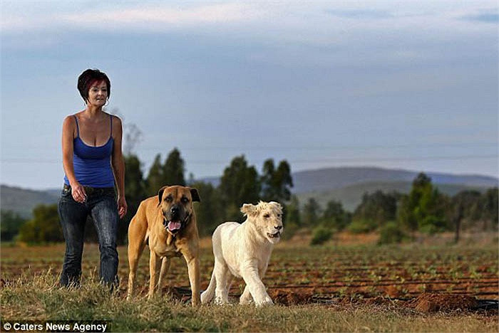 Ngoài Annel, chú sư tử 18 tháng tuổi thỉnh thoảng còn hay đi dạo bên anh bạn chó Diesel mò mẫm mọi ngóc ngách của căn nhà