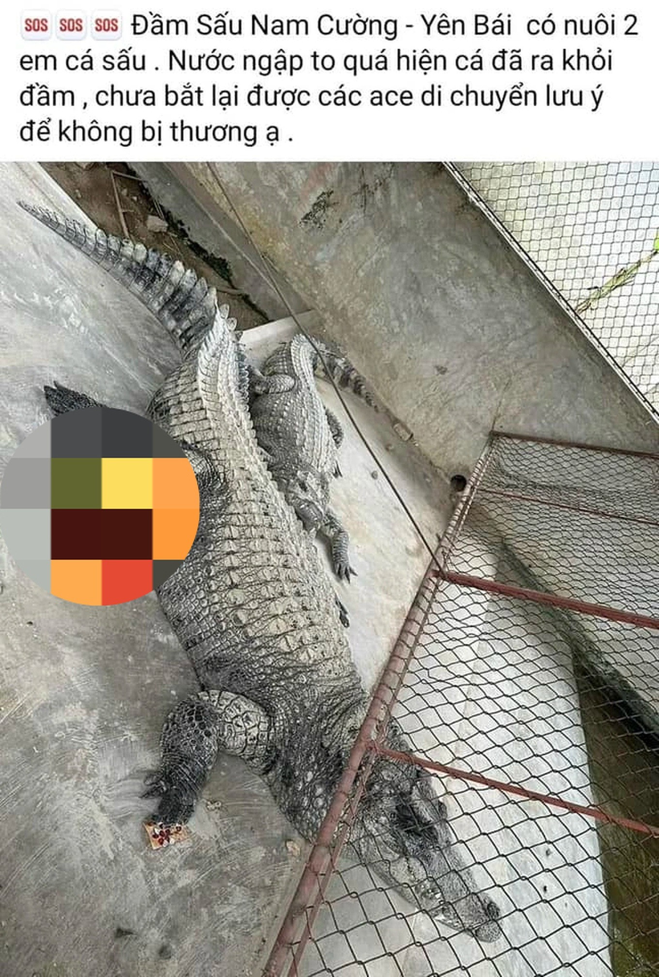 Thông tin về 2 con cá sấu đăng tải trên mạng xã hội.