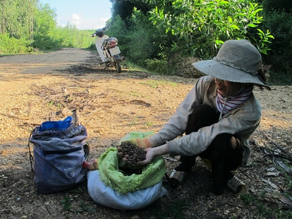 Cả làng vào rừng “ăn”hạt dẻ kiếm... 2 tỷ đồng/năm ảnh 3