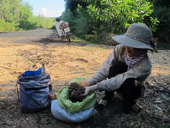 Cả làng vào rừng “ăn”hạt dẻ kiếm... 2 tỷ đồng/năm ảnh 3