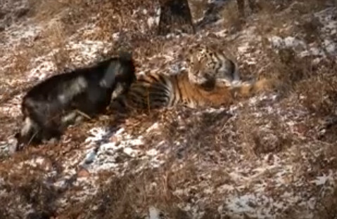 10 video ‘hot’: Vờ mua vàng rồi cướp 2 dây chuyền tháo chạy ảnh 10