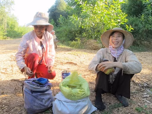 Cả làng vào rừng “ăn”hạt dẻ kiếm... 2 tỷ đồng/năm ảnh 2