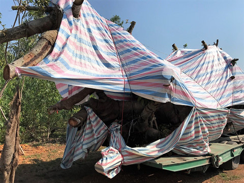 Bắt giữ xe chở cây đa 'khủng' từ Quảng Ngãi ra Hà Nội ảnh 2