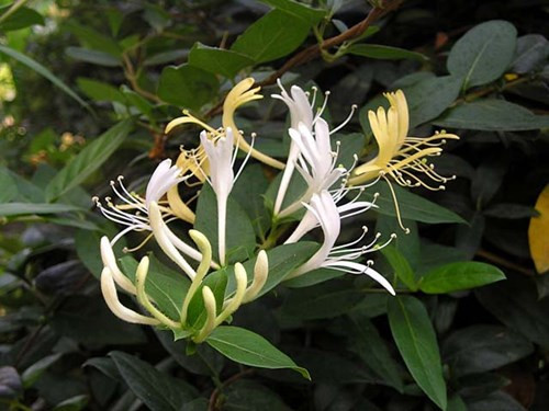 Những loại thảo dược có tác dụng giải độc ảnh 1