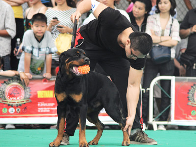 Một con Rottweiler đẹp, tông xuyệt tông với chủ. Một con Rottweiler đẹp, tông xuyệt tông với chủ