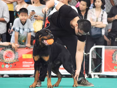 Một con Rottweiler đẹp, tông xuyệt tông với chủ