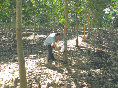 Cao su HAGL tại huyện Chư Prông