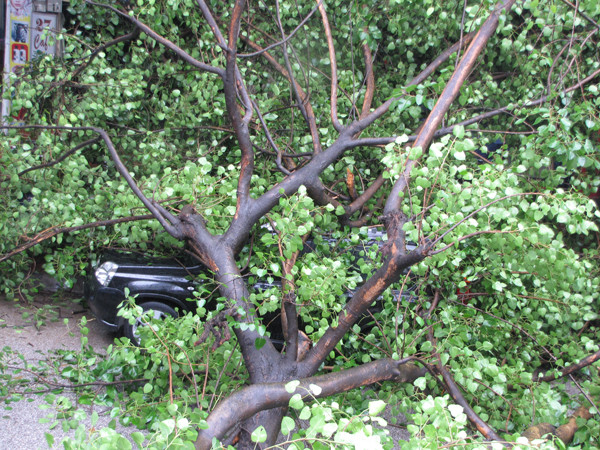 Một chiếc ô tô hiệu Nissan đứng bên kia đường cũng bị ngọn cây đè lên