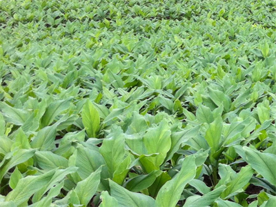 Vùng dược liệu Dak Nông. Vùng dược liệu Dak Nông