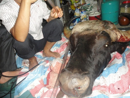 Sau khi lắp các bộ phận đã được tẩm hóa chất vào lại xương sọ, làm thế nào phải càng giống đầu bò lúc sống càng thành công (ảnh: ông Võ Đình Ba cung cấp)